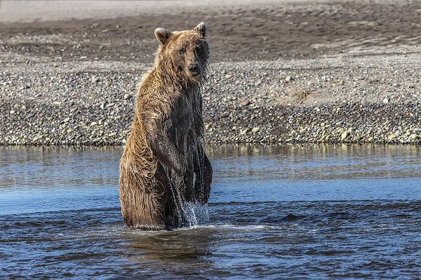 Jones, Adam 아티스트의 Grizzly bear standing while fishing-Lake Clark National Park and Preserve-Alaska작품입니다.